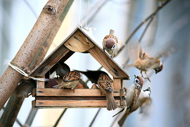 Vogelfutterhaus im Hausgarten
